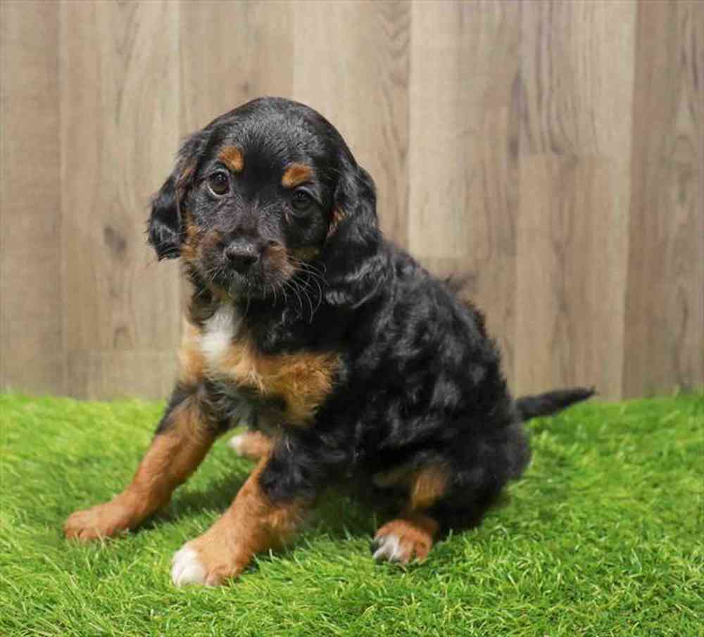 Buffy - Female Cavapoo Puppy for sale in Manchester