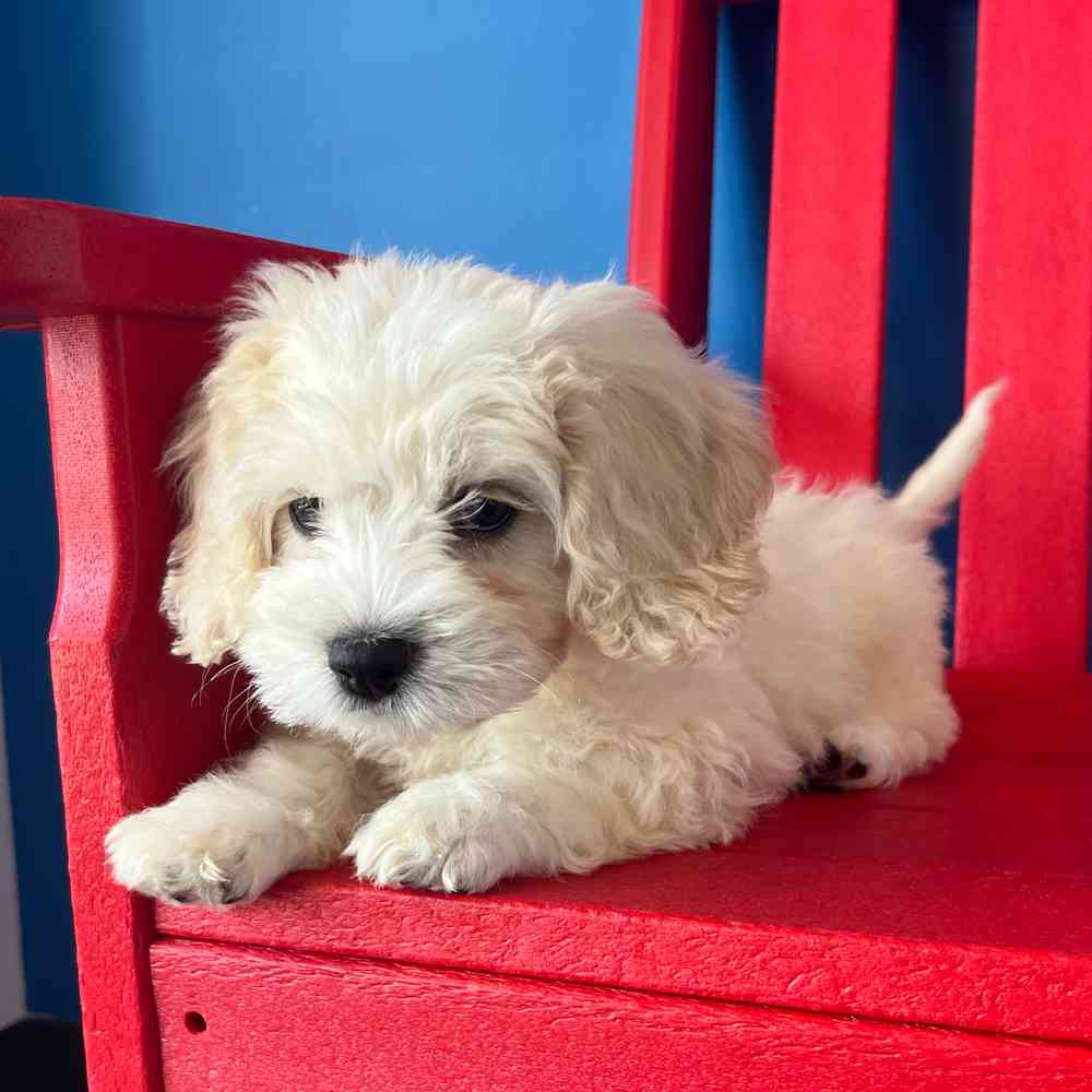 carousel pet images