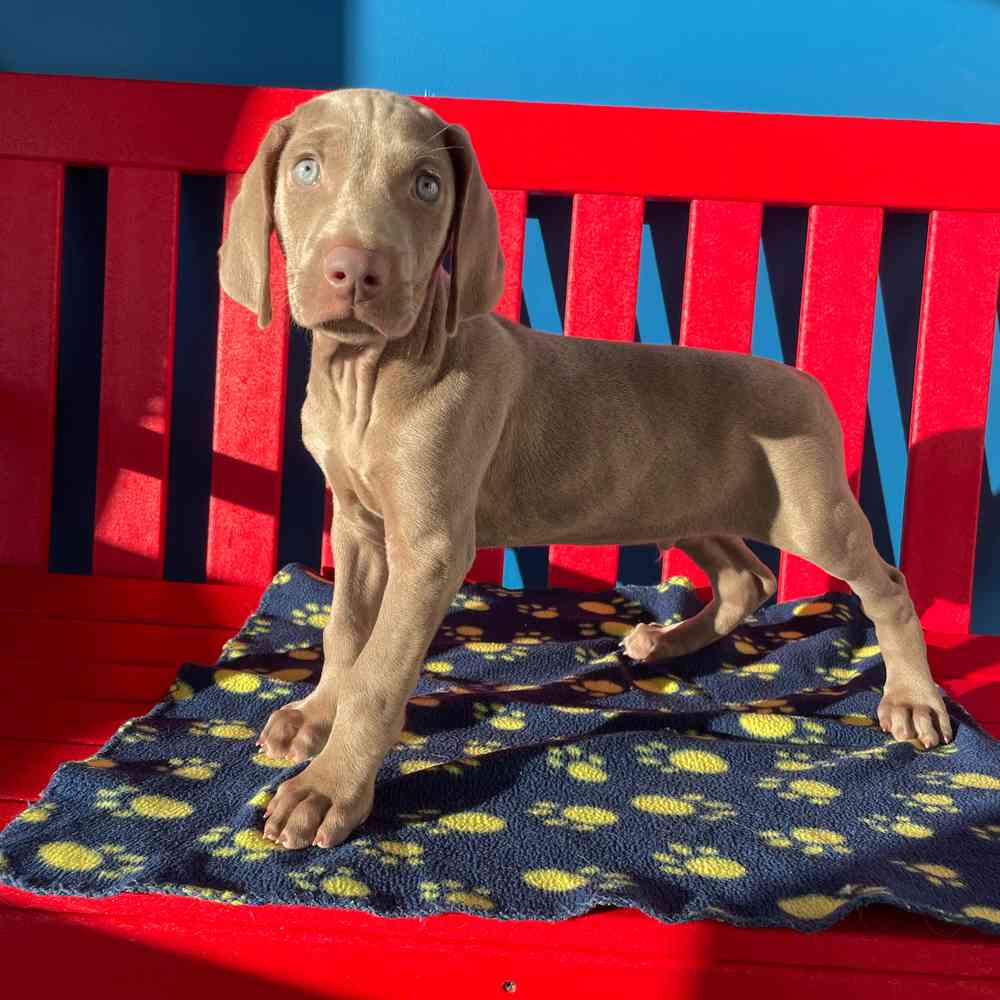 Image of a pet breed in the gallery