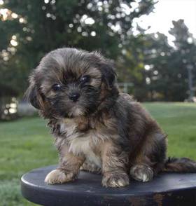 Shih Tzu