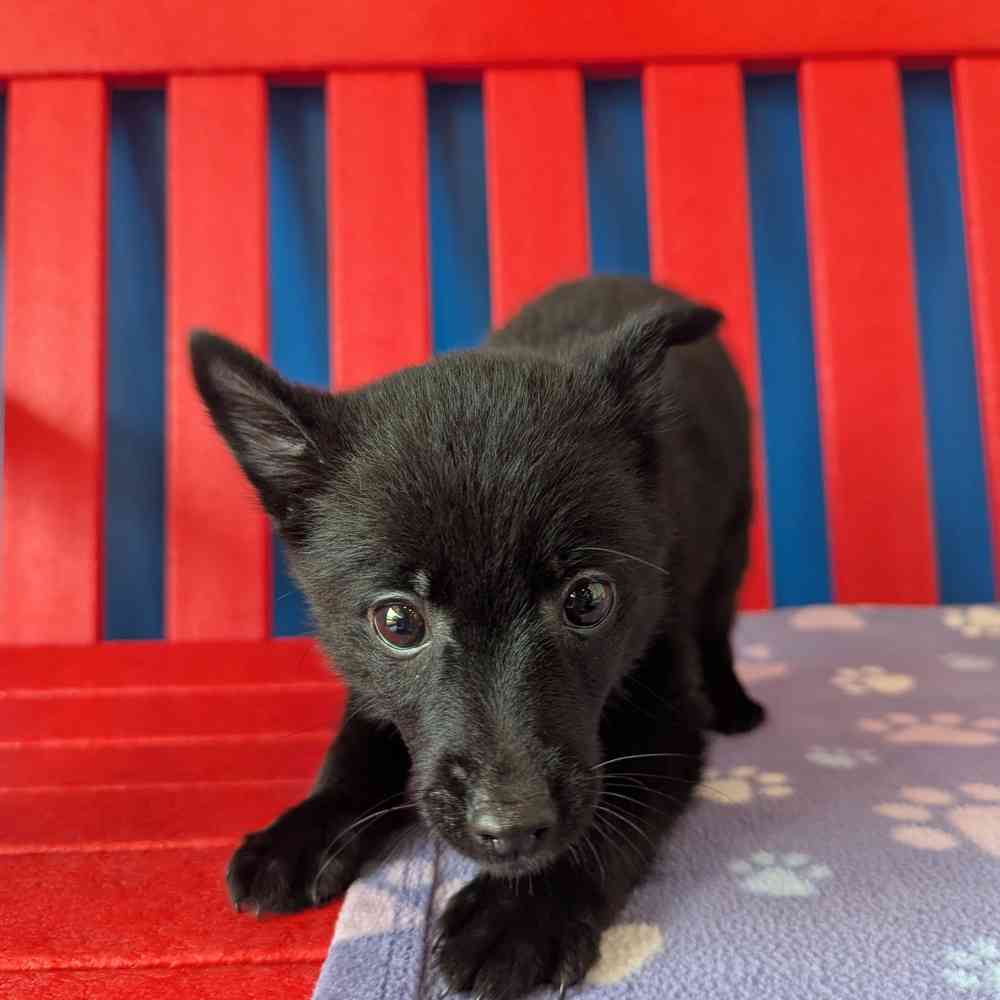 Image of a pet breed in the gallery