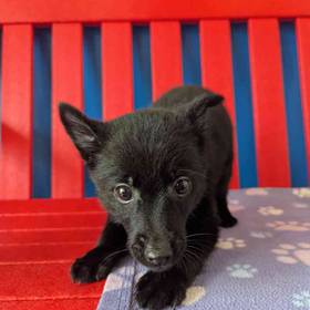 Schipperke