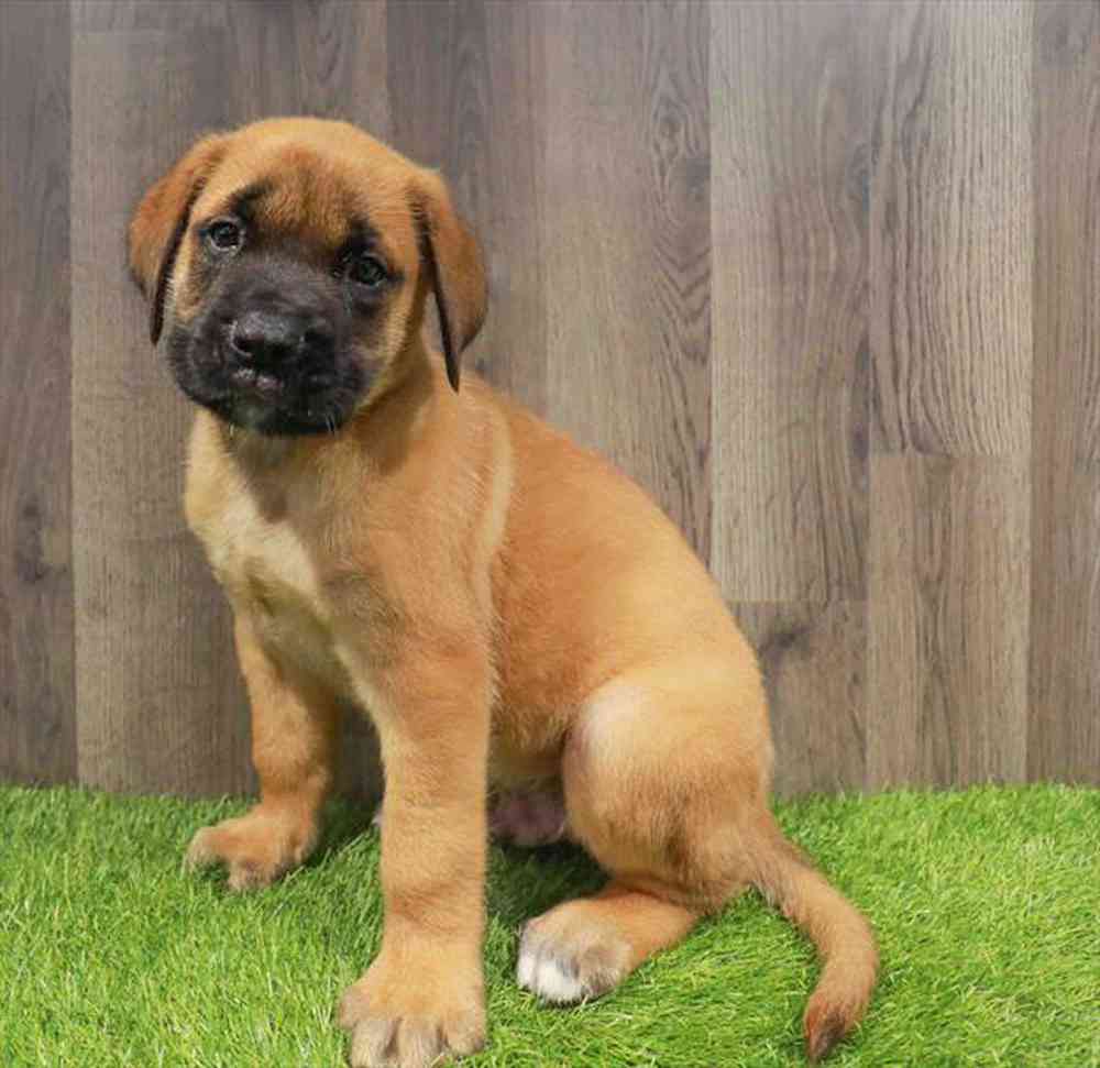 Image of a pet breed in the gallery