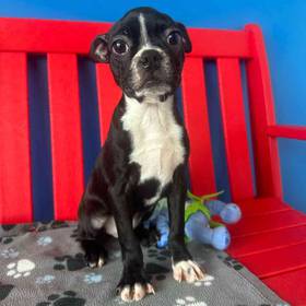 Boston Terrier