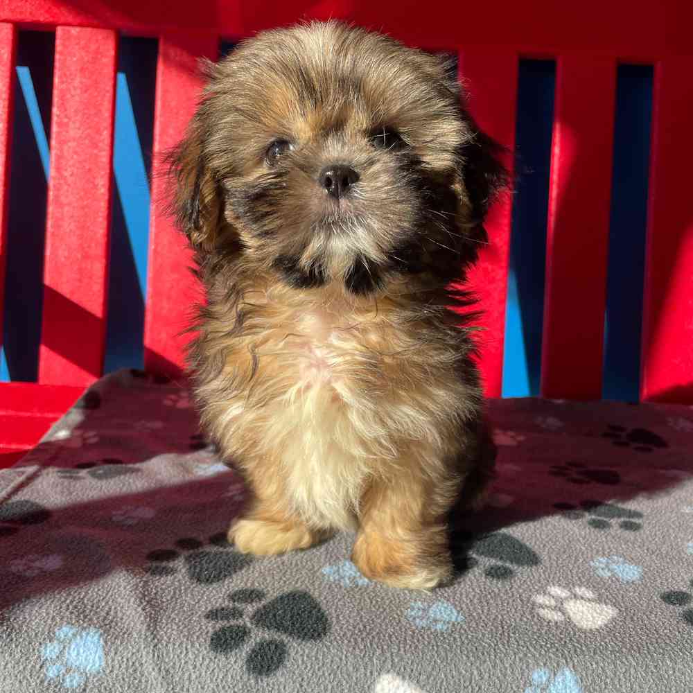 Image of a pet breed in the gallery