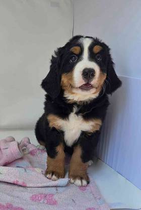 Bernese Mountain Dog