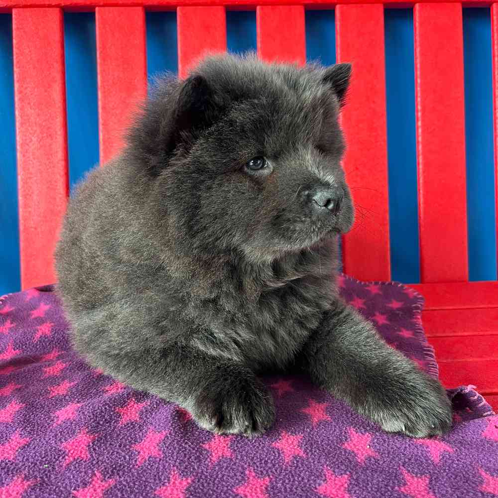 Image of a pet breed in the gallery