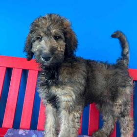 Bernedoodle