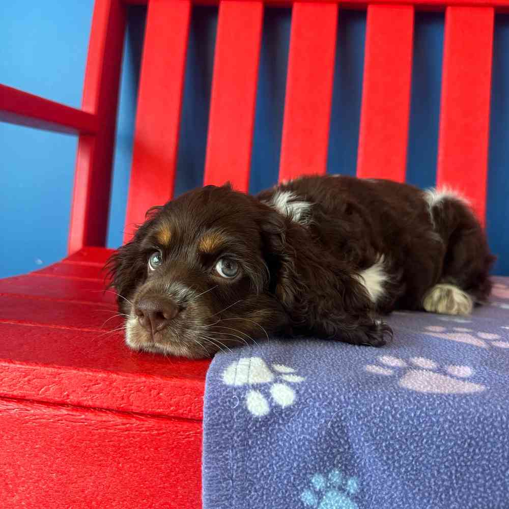 carousel pet images