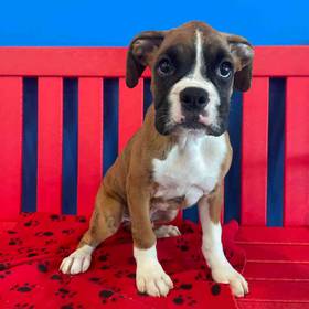 Boxer