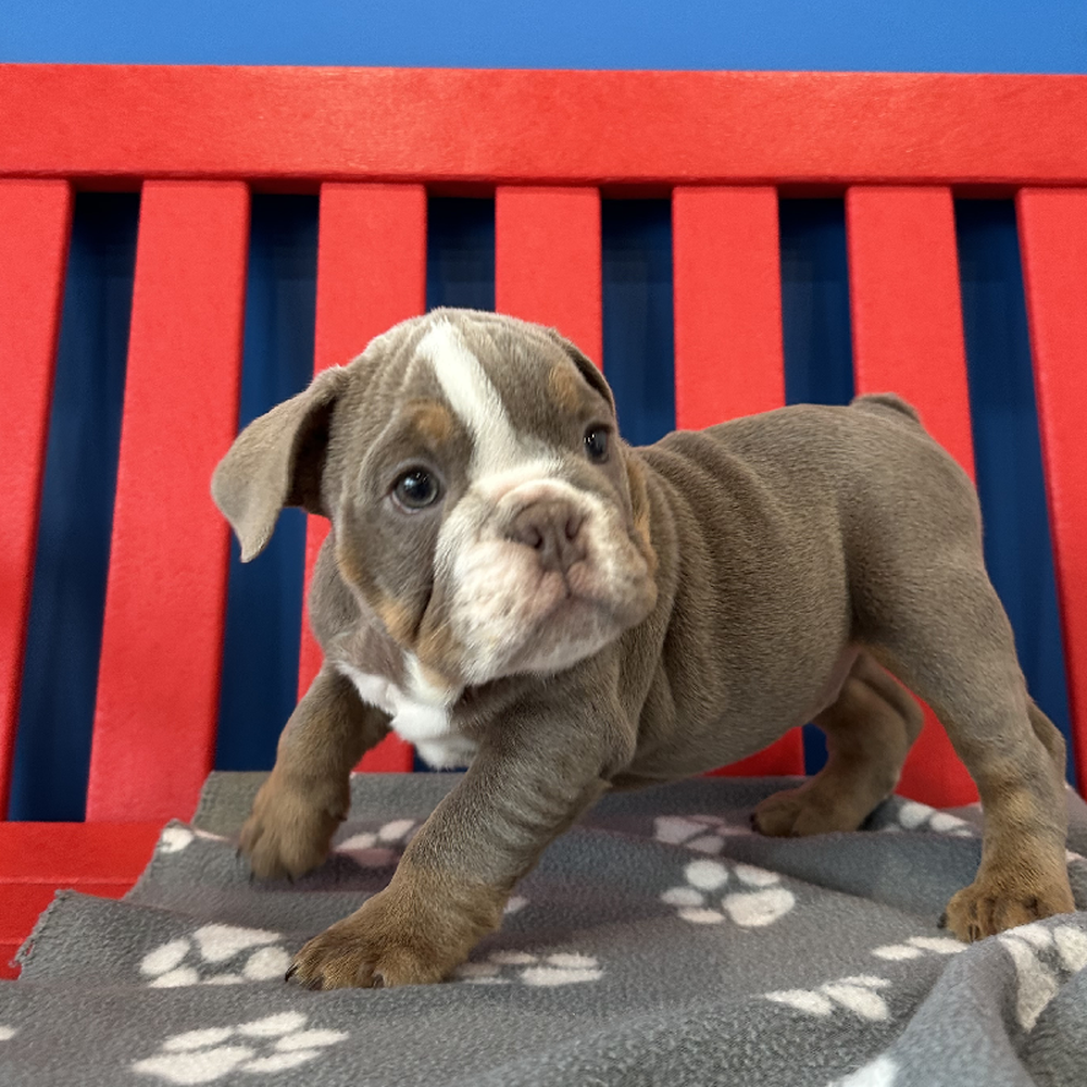 carousel pet images