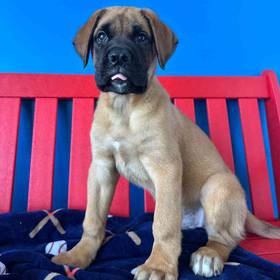 Bullmastiff