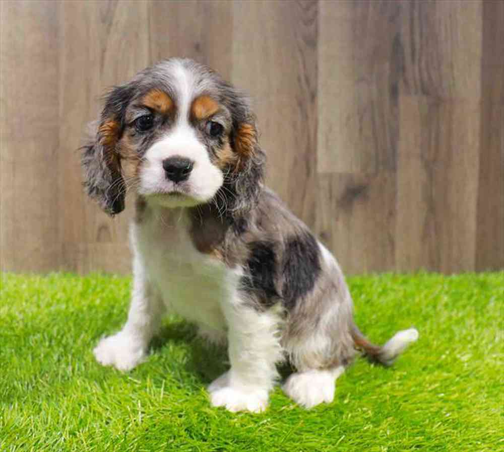 carousel pet images