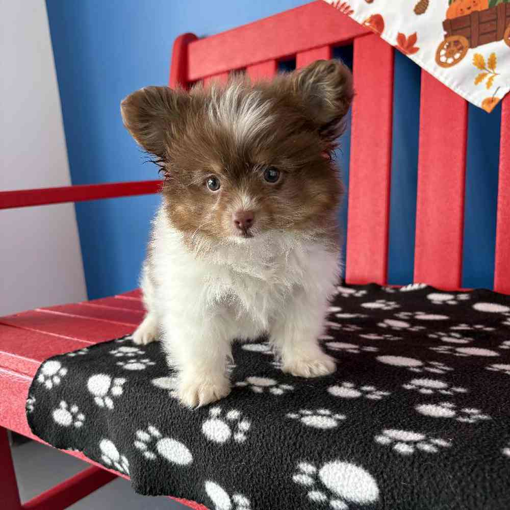carousel pet images