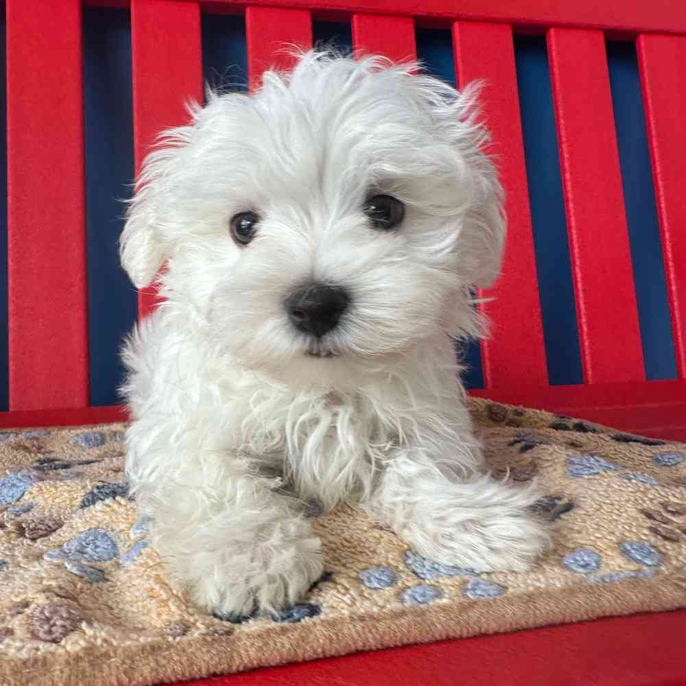 Image of a pet breed in the gallery