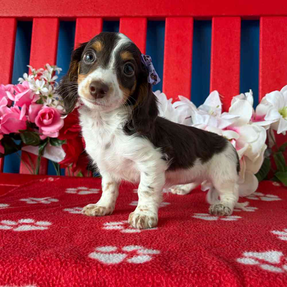 Image of a pet breed in the gallery