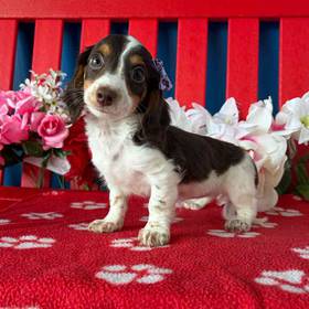 Dachshund