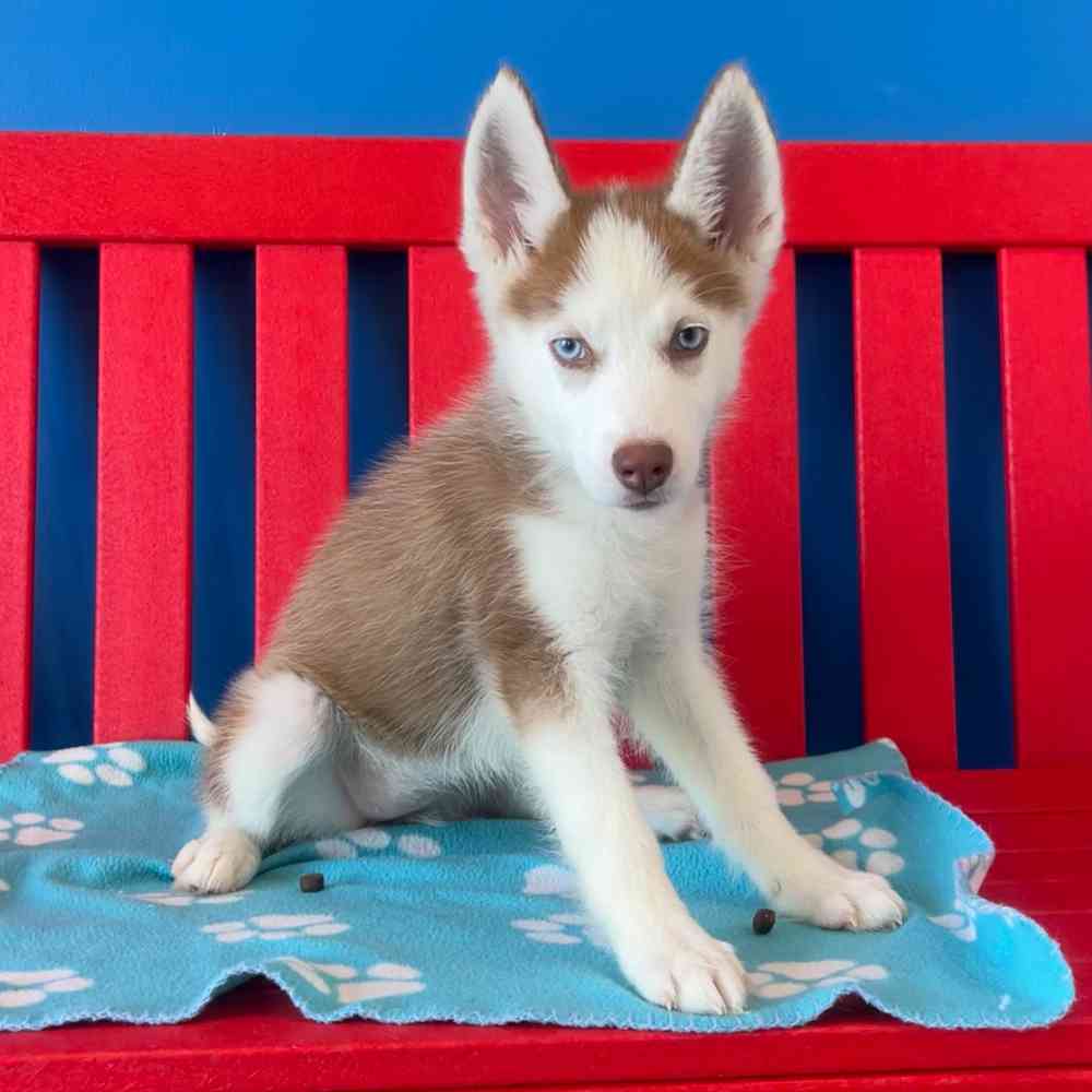 Image of a pet breed in the gallery