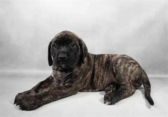 English Mastiff