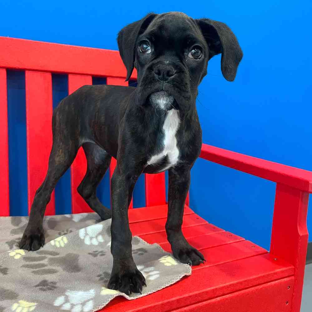 Image of a pet breed in the gallery