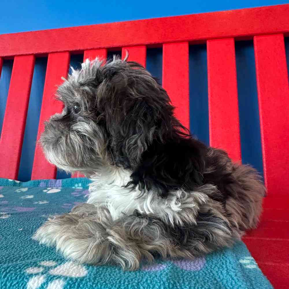 carousel pet images