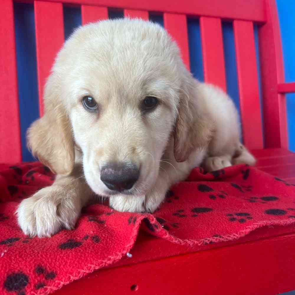 Image of a pet breed in the gallery