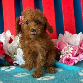 Mini Poodle