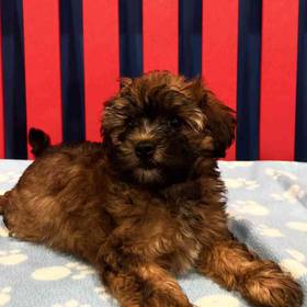Cavapoo