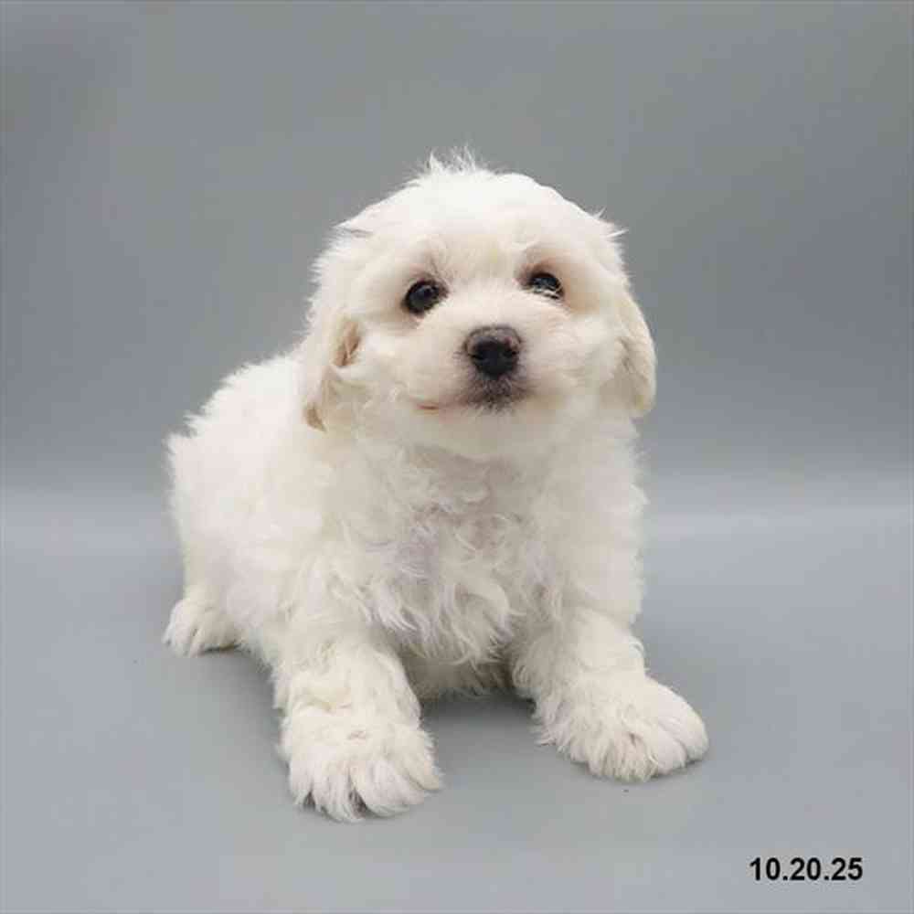 Image of a pet breed in the gallery