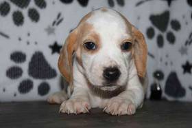 Beagle