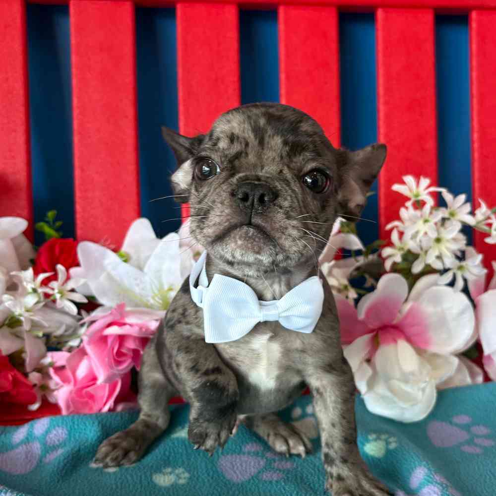 carousel pet images