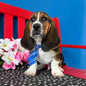 Basset Hound