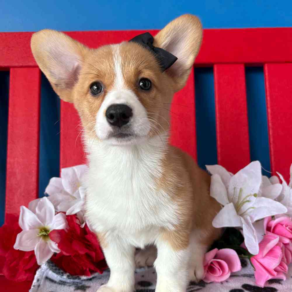 carousel pet images