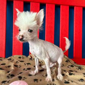 Chinese Crested