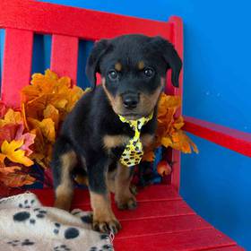 Rottweiler
