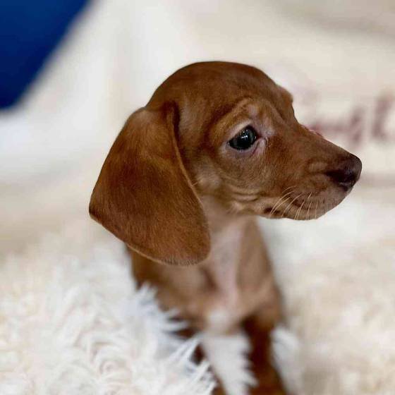 Itty Bit Female Dachshund Puppy for sale in Manchester