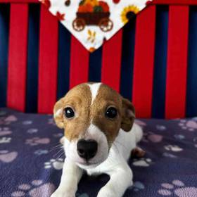 Jack Russell Terrier