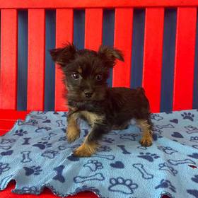 Yorkie