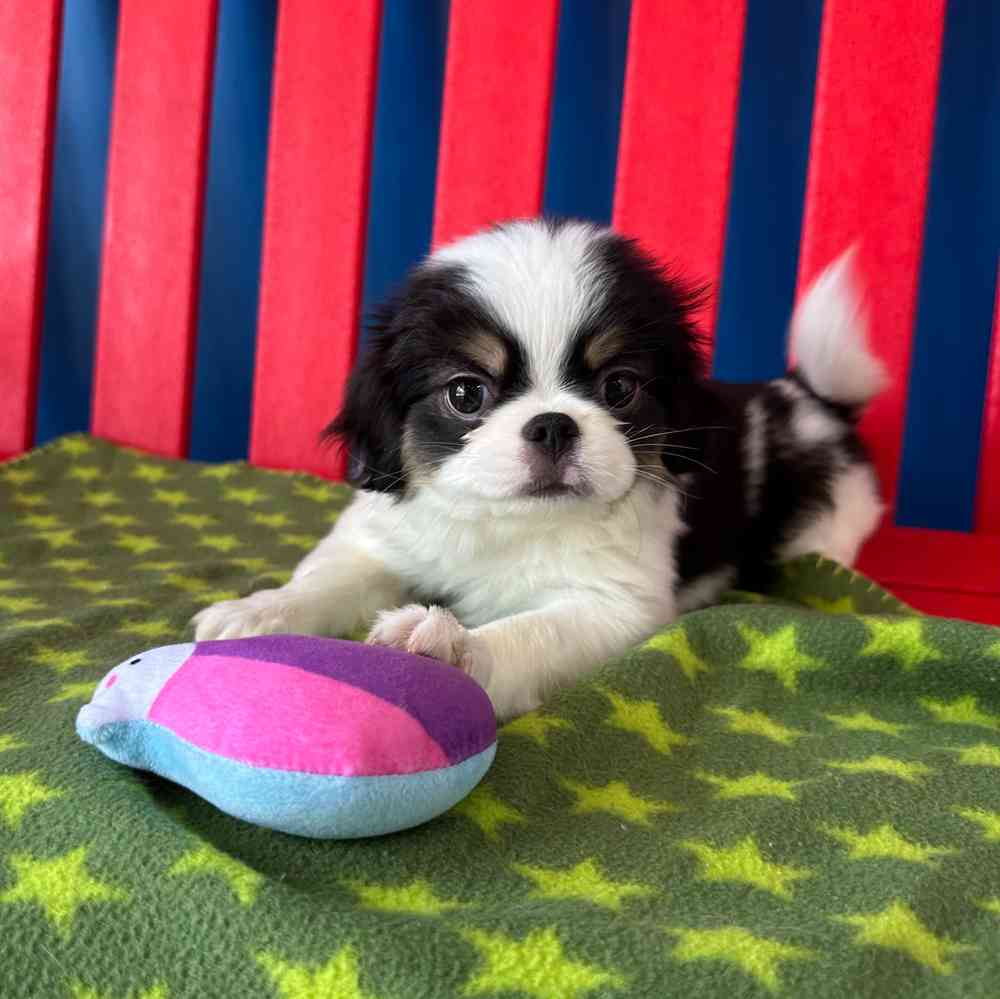 Image of a pet breed in the gallery