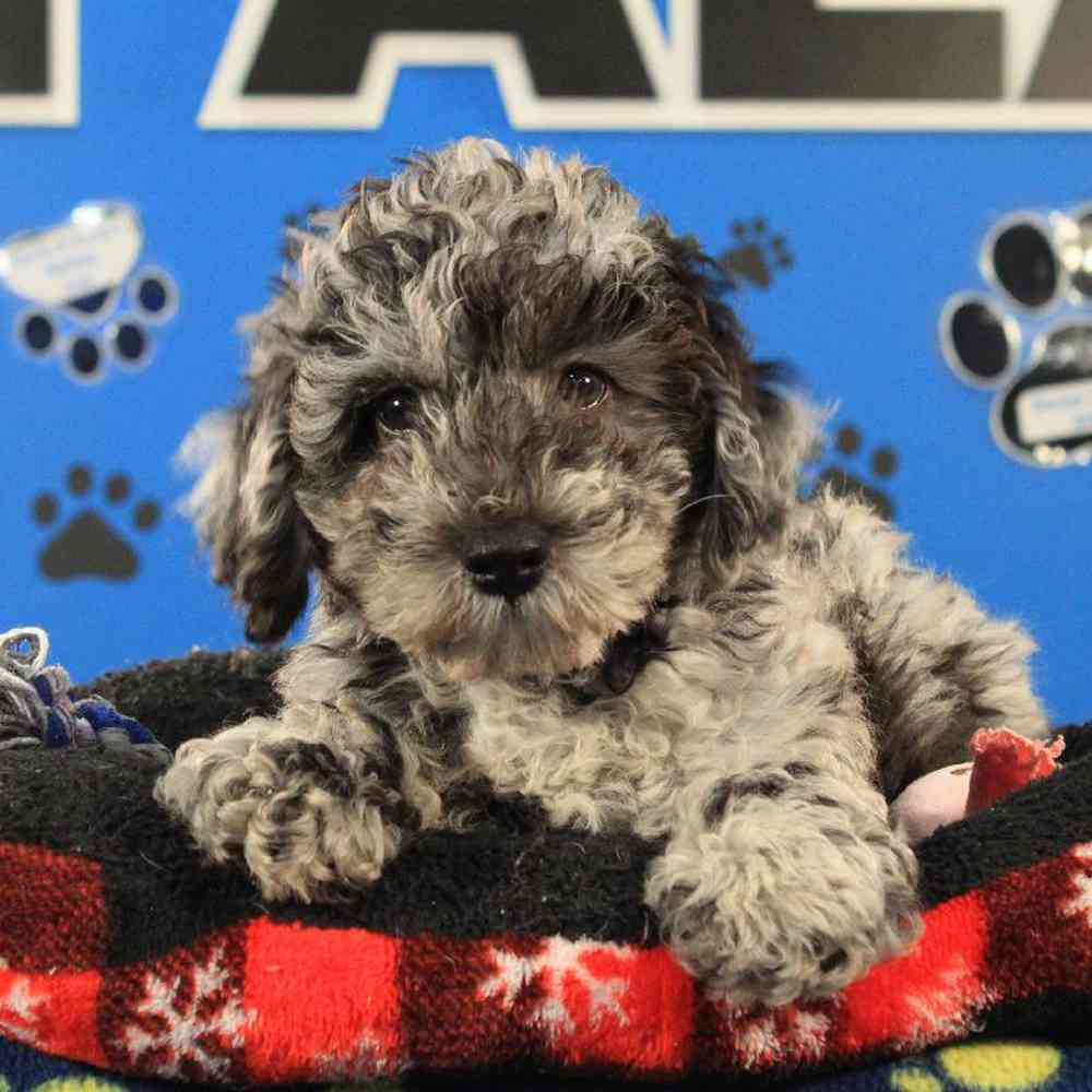 Remy Male Mini Poodle Puppy for sale in Manchester
