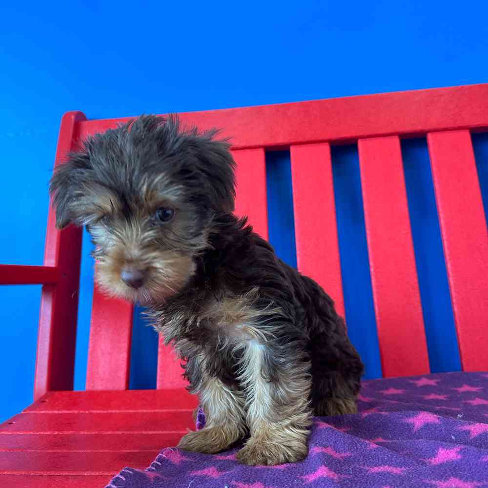 Image of a pet breed in the gallery