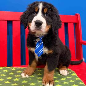 Bernese Mountain Dog
