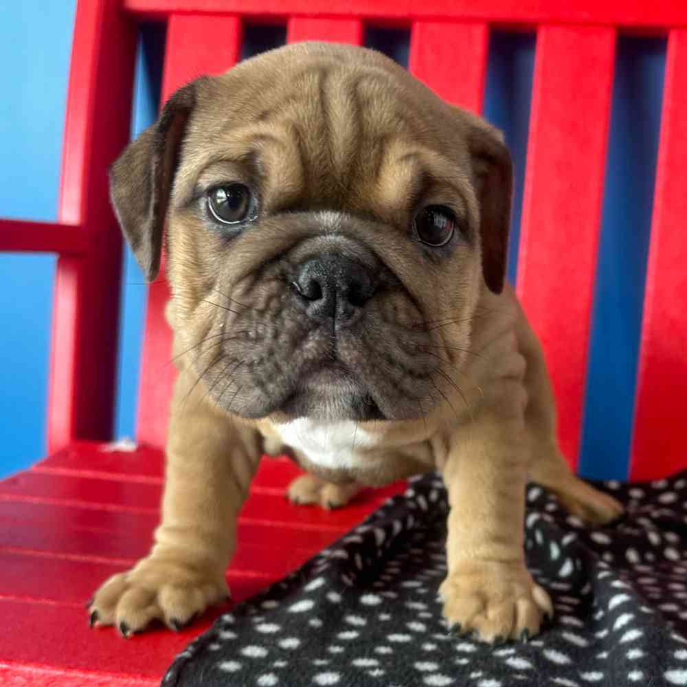 Image of a pet breed in the gallery