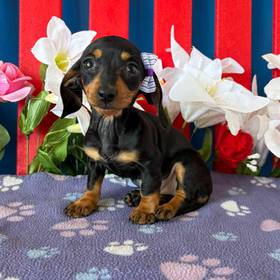 Dachshund