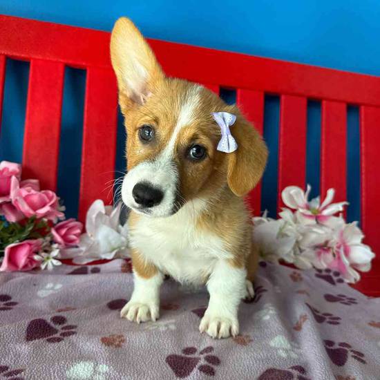Felicity