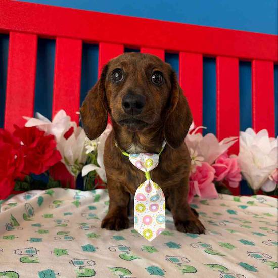 Pee Wee