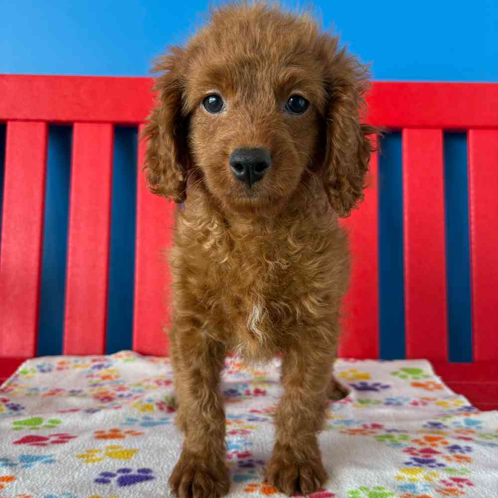 carousel pet images
