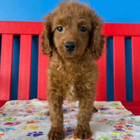 Cavapoo