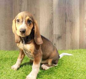 Beagle