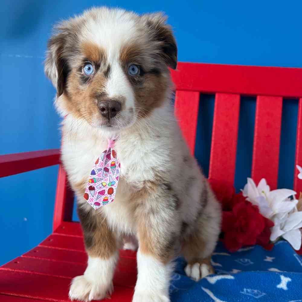 Image of a pet breed in the gallery